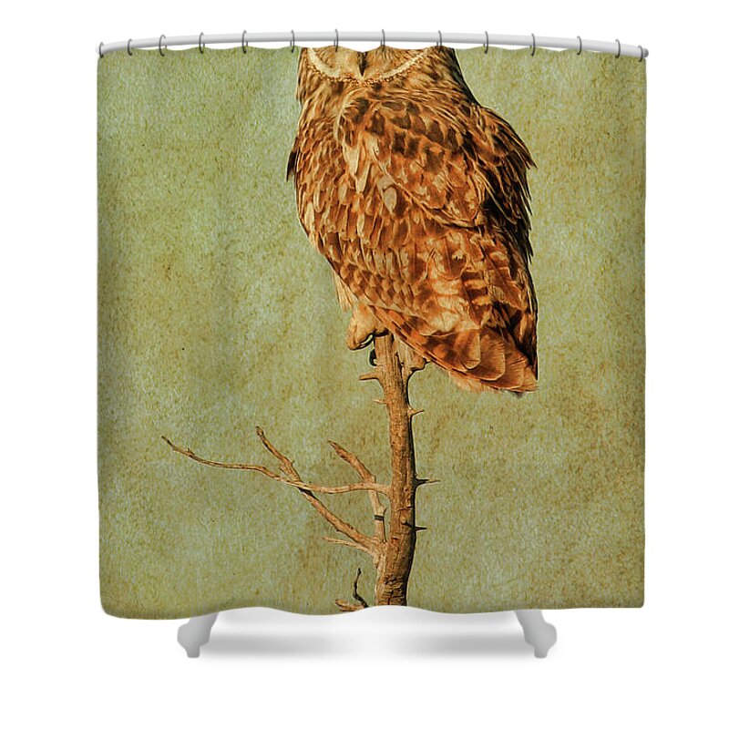 Owl Shower Curtain featuring the photograph High Perch by Steve McKinzie