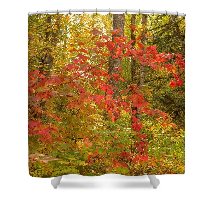 Cranberry Shower Curtain featuring the photograph Highbush Cranberry by Jim Sauchyn