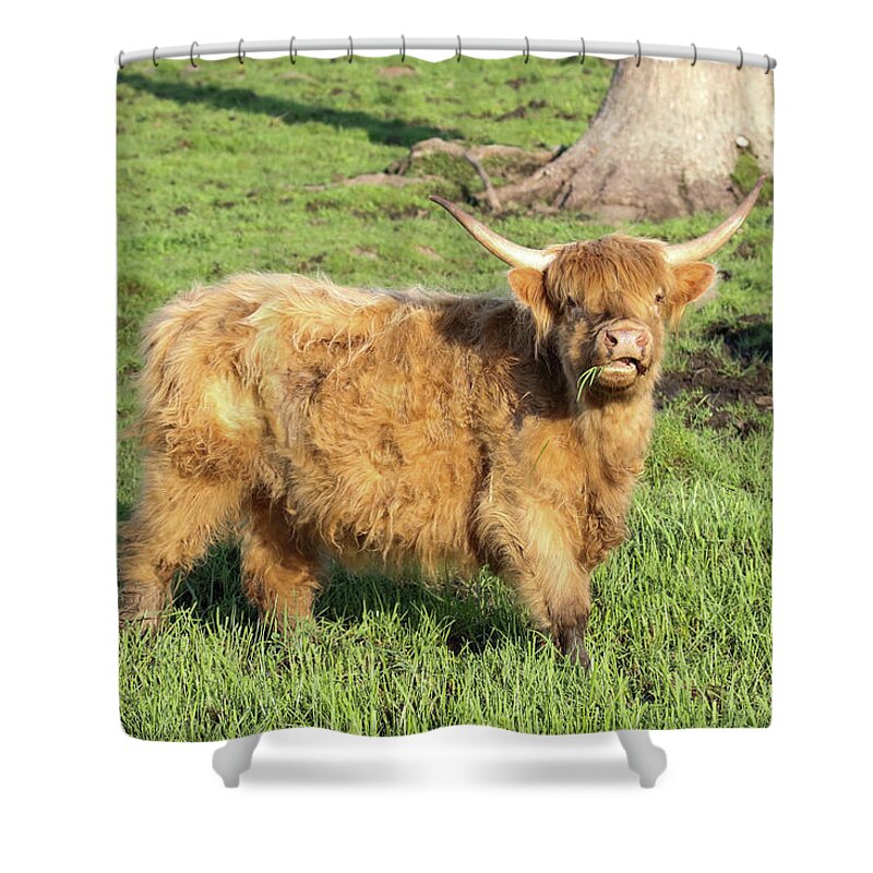 Cattle Shower Curtain featuring the photograph Highland Cattle Pose by Brook Burling