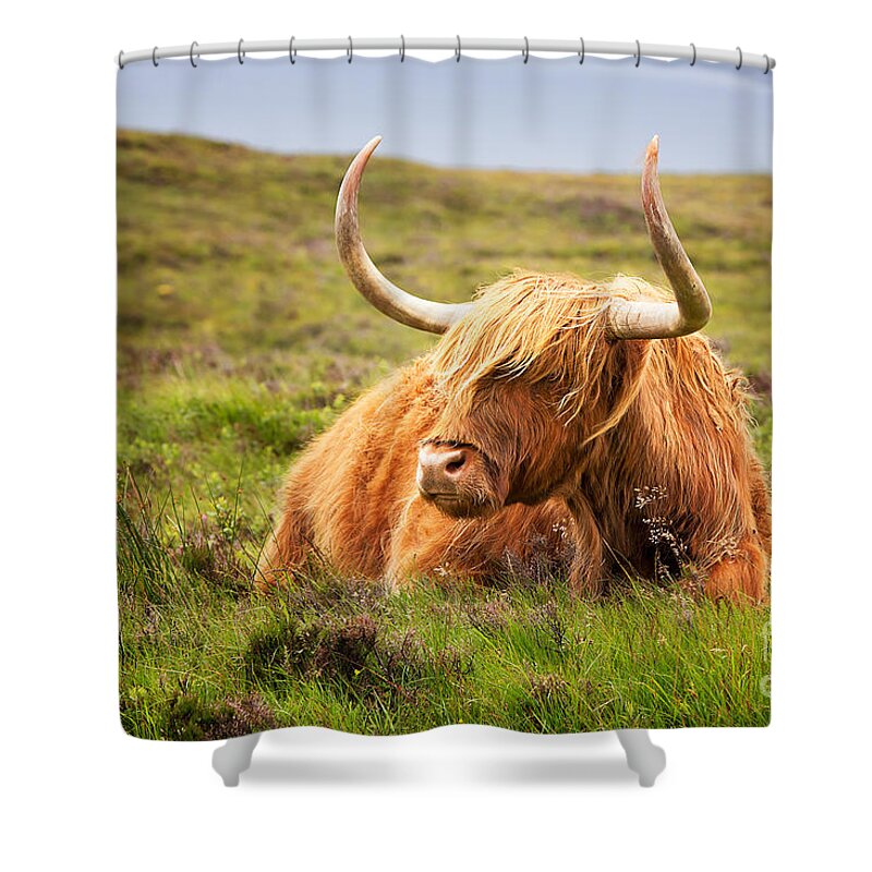 Highland Shower Curtain featuring the photograph Highland cow by Jane Rix