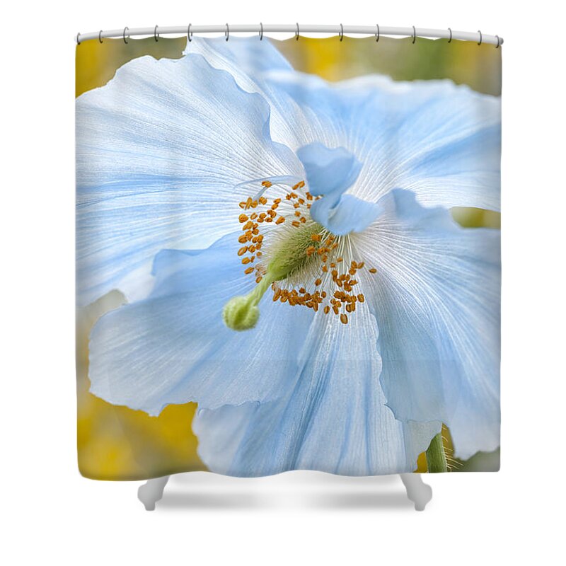 Nobody Shower Curtain featuring the photograph Himalayan Poppy by Denise Bush