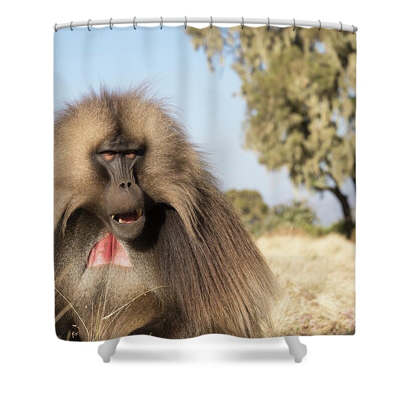 Gelada Shower Curtain featuring the photograph His Hair was Perfect by Alex Lapidus