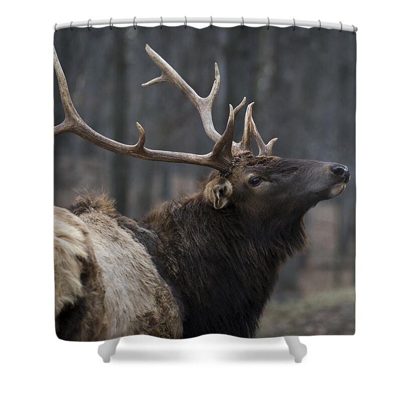 Bull Shower Curtain featuring the photograph His Majesty by Andrea Silies