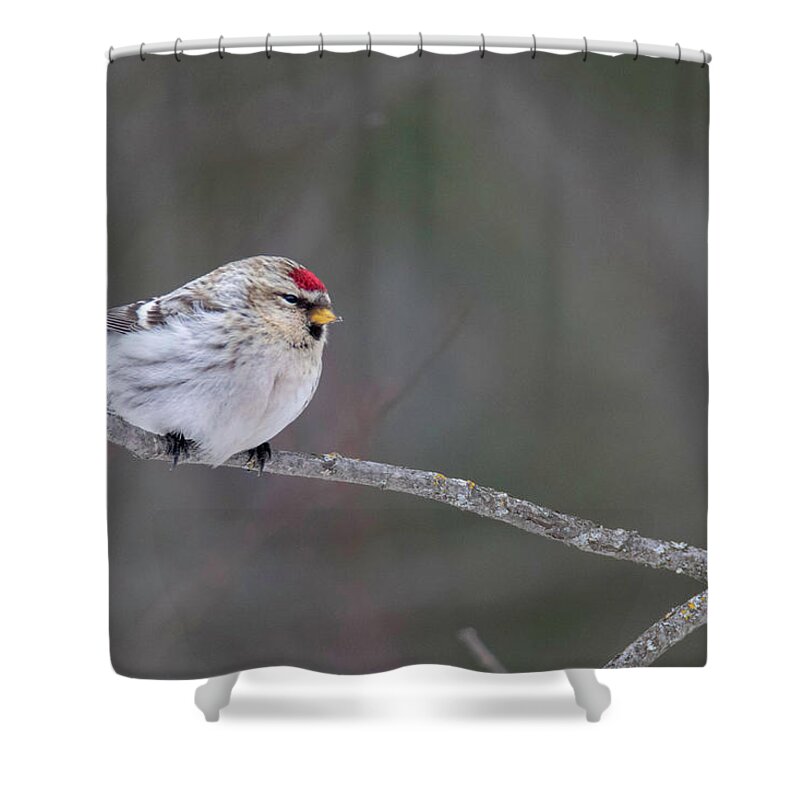 Bird Shower Curtain featuring the photograph Hoary Redpoll by Brook Burling
