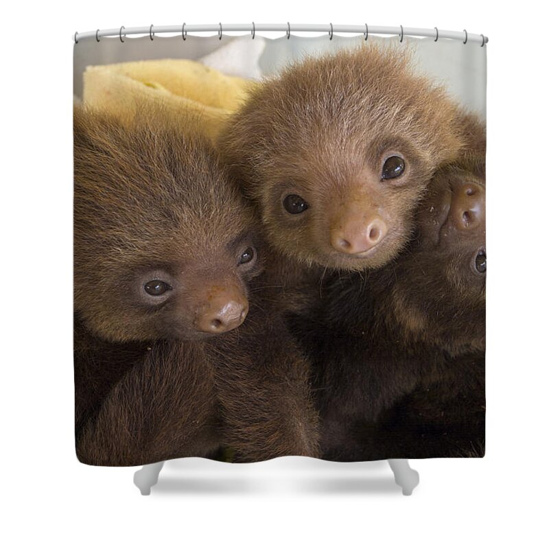 Mp Shower Curtain featuring the photograph Hoffmanns Two-toed Sloth Choloepus by Suzi Eszterhas
