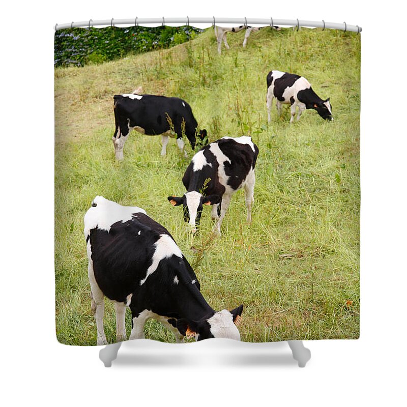 Cows Shower Curtain featuring the photograph Holstein cattle by Gaspar Avila