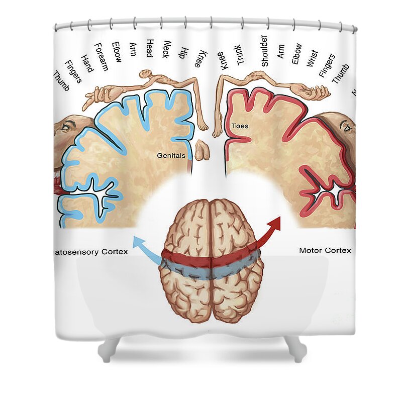 Anatomy Shower Curtain featuring the photograph Homunculus Map by Spencer Sutton
