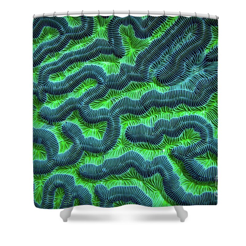 Green Brain Coral Shower Curtain featuring the photograph Honduran Brain Coral by Doug Sturgess