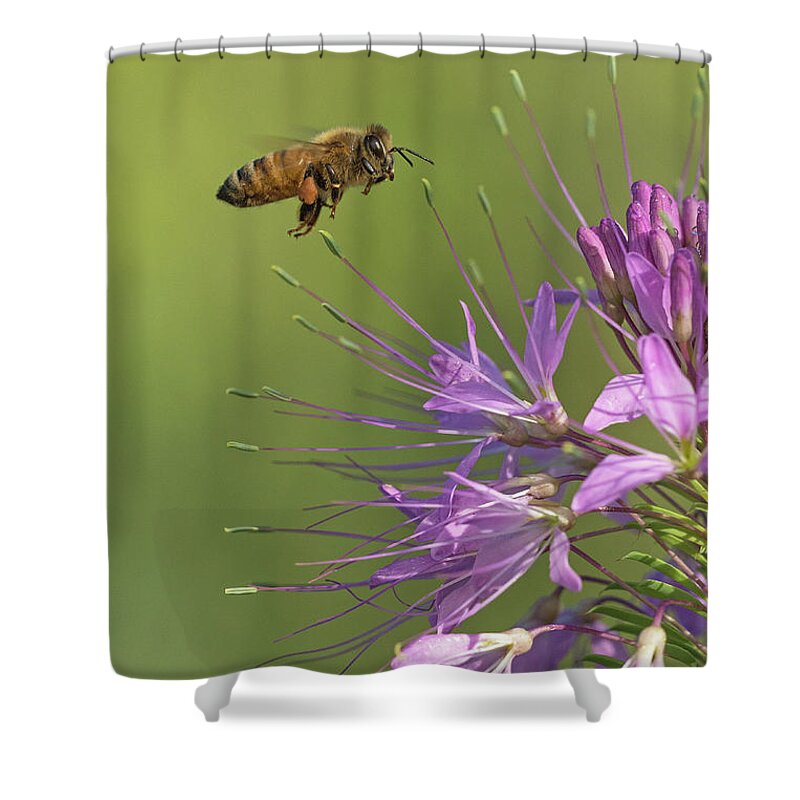 Apis Mellifera Linguistica Shower Curtain featuring the photograph Honey Bee at Work by Jim Zablotny