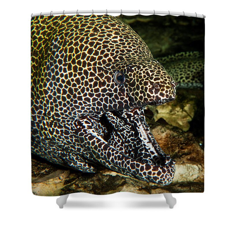 Adult Shower Curtain featuring the photograph Honeycomb Moray Eel Gymnothorax by Gerard Lacz