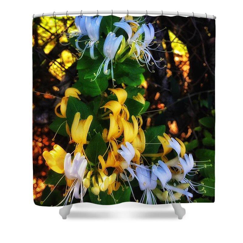 500 Views Shower Curtain featuring the photograph Honeysuckle Sweet by Jenny Revitz Soper
