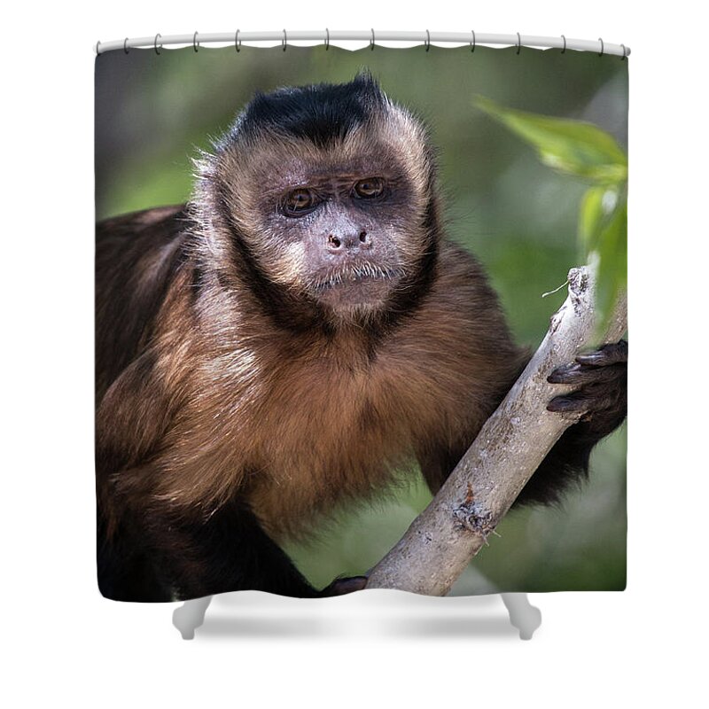 Primate Shower Curtain featuring the photograph Hooded Capuchin Monkey 2 by Teresa Wilson