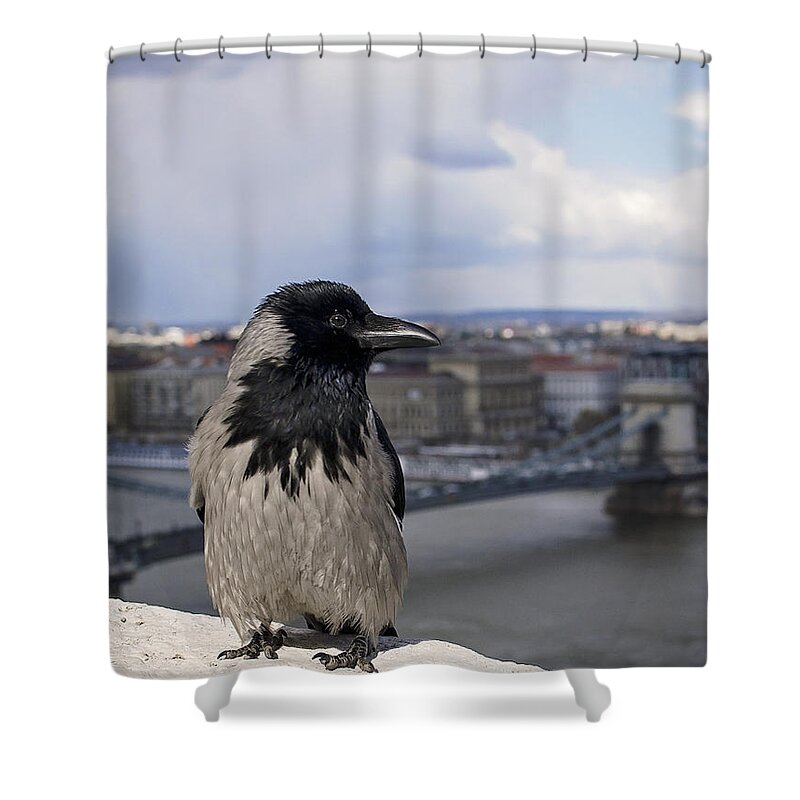 Hooded Crow Shower Curtain featuring the photograph Hooded Crow by Heather Applegate