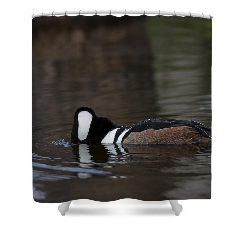 Hooded Shower Curtain featuring the photograph Hooded Merganser preparing to dive by David Watkins