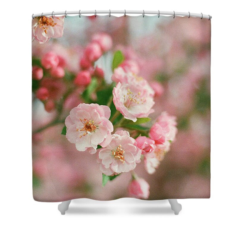 Blossoms Shower Curtain featuring the photograph Hopeful by Ana V Ramirez