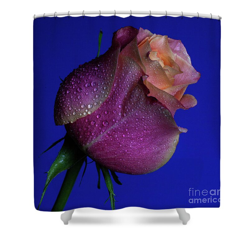 Rose Shower Curtain featuring the photograph Hopeful by Doug Norkum