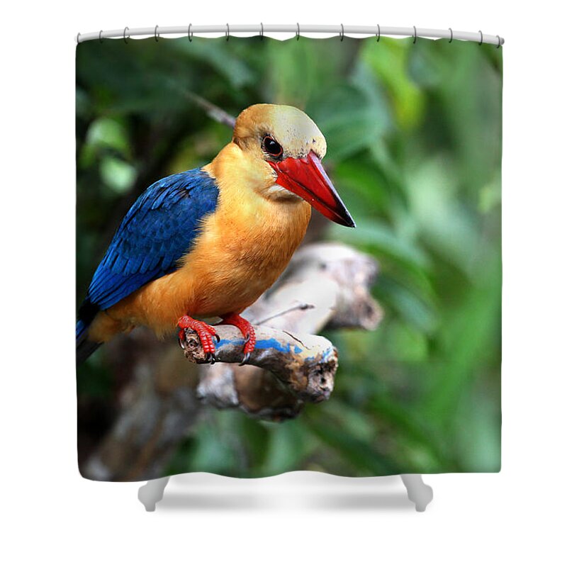  Shower Curtain featuring the photograph Stork-billed Kingfisher by Darcy Dietrich