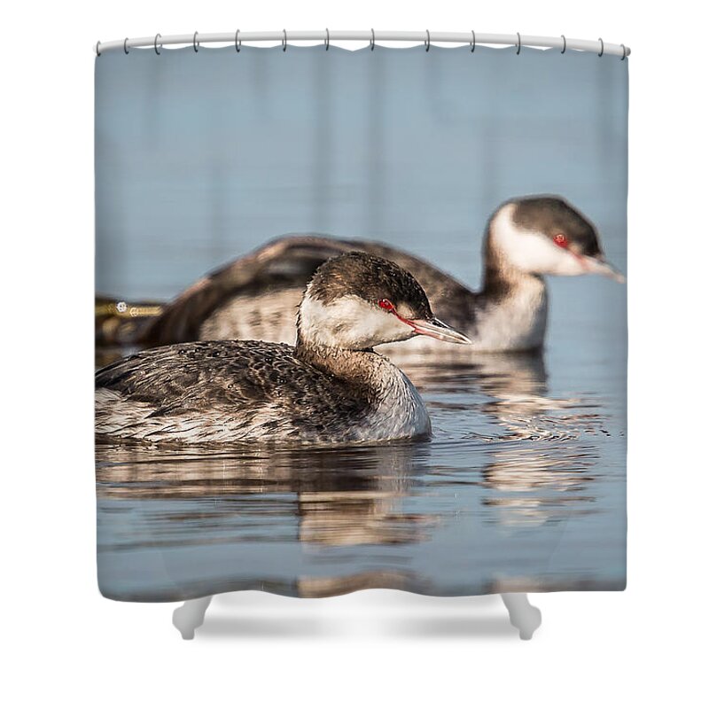 Horned Grebe Shower Curtain featuring the photograph Horned Grebes by Kevin Giannini