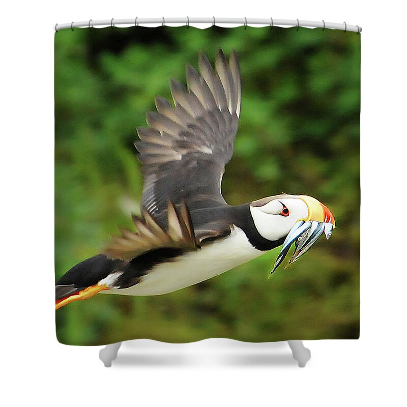 Puffin Shower Curtain featuring the photograph Horned Puffin by Ted Keller