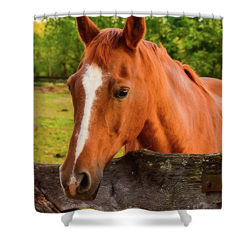 Horse Shower Curtain featuring the photograph Horse Friends by Nicole Lloyd