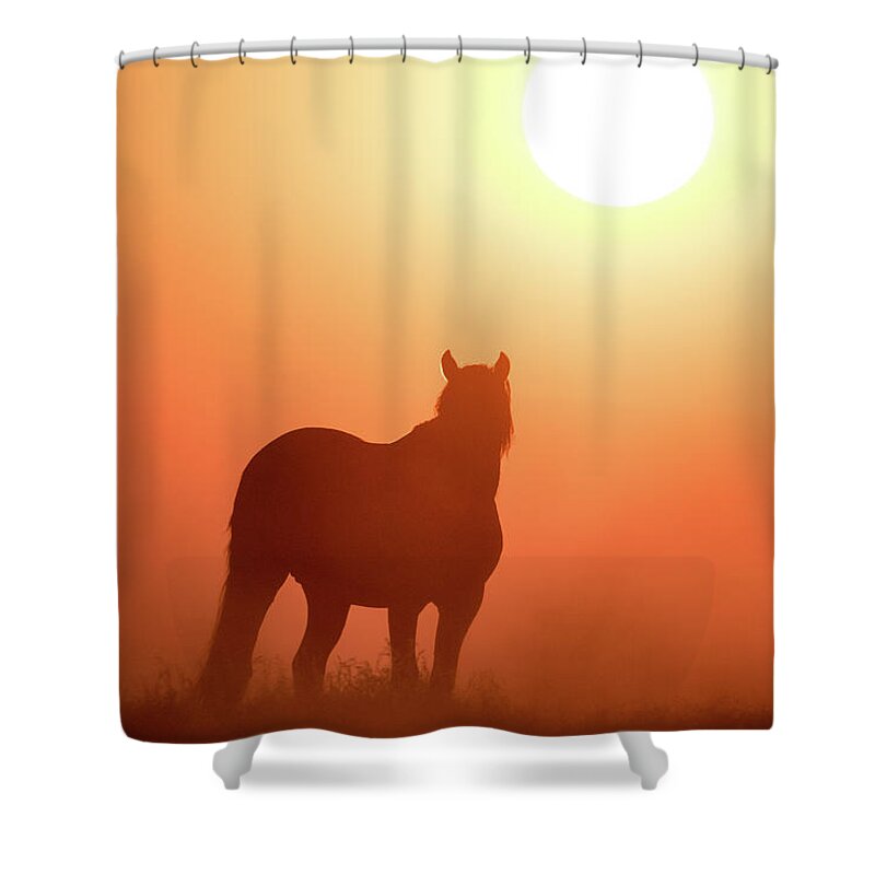 Silhouette Shower Curtain featuring the photograph Horse Silhouette by Wesley Aston