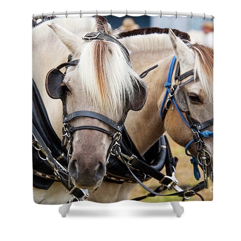 Horse Progress Days Shower Curtain featuring the photograph Horses at Progress Days by David Arment