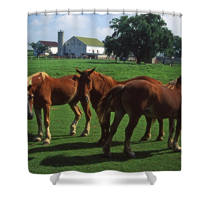 Horses Shower Curtain featuring the photograph Horses graze in Amish homestead pasture by Blair Seitz