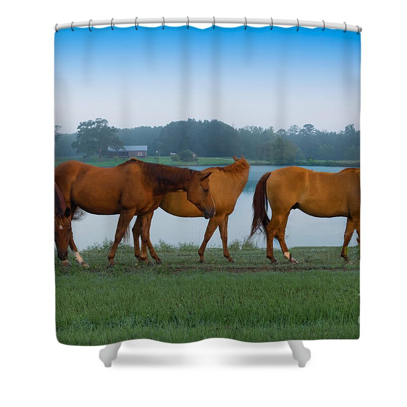 Horses Shower Curtain featuring the photograph Horses on the Walk by Metaphor Photo