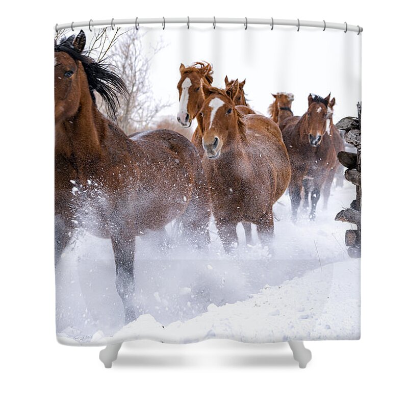 Horse Shower Curtain featuring the photograph Horses Running in Snow by David Soldano