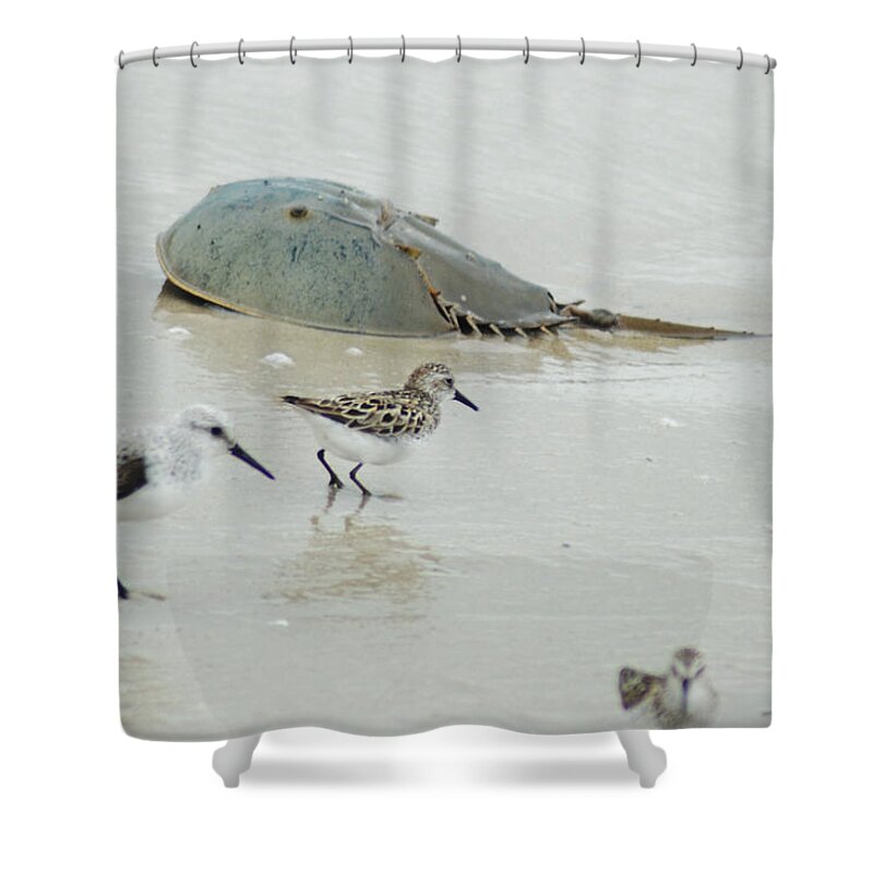 Sand Shower Curtain featuring the photograph Horseshoe Crab with Migrating Shorebirds by Richard Bryce and Family