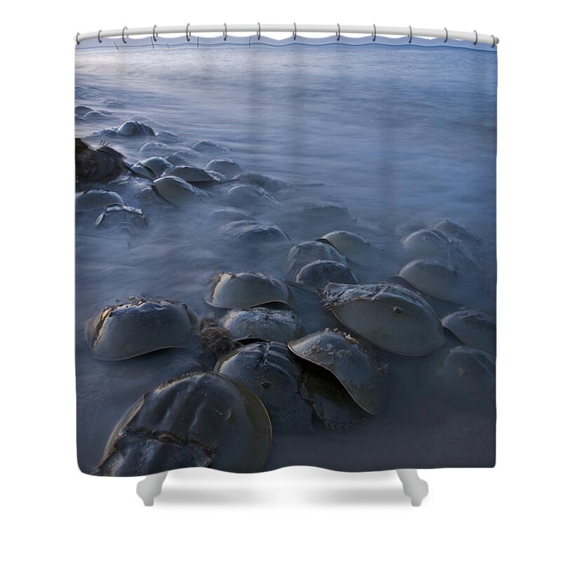 00476977 Shower Curtain featuring the photograph Horseshoe Crabs Crawling Ashore Delaware by Piotr Naskrecki