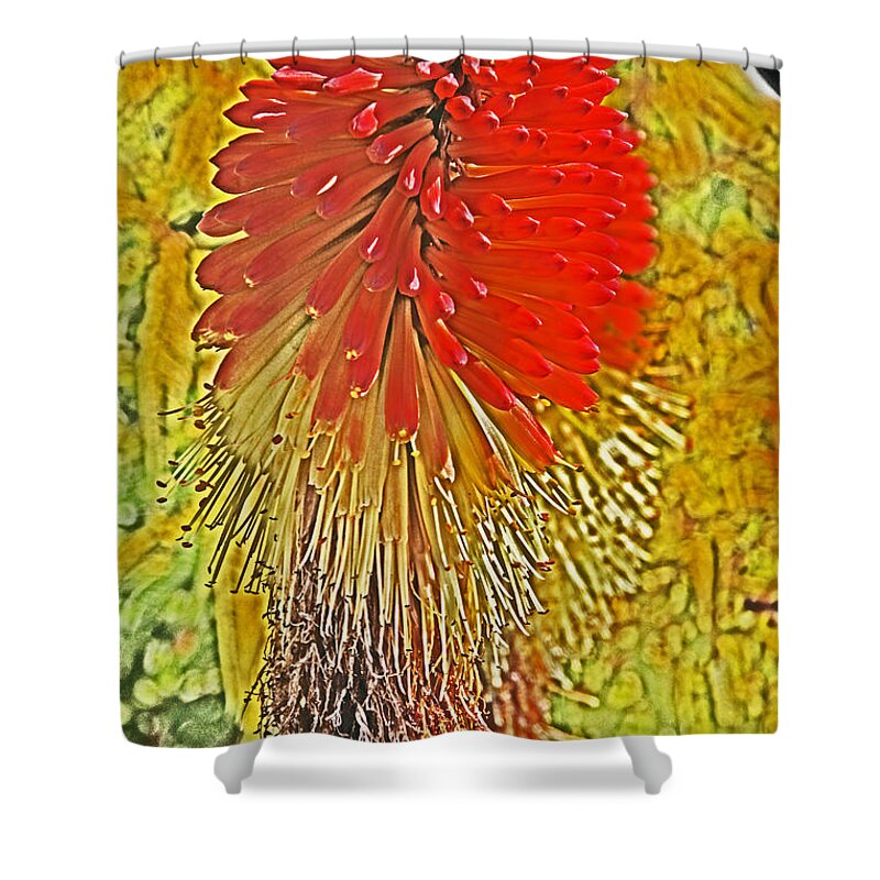 Flower Shower Curtain featuring the photograph Hot Poker Flower Stylized by David Frederick