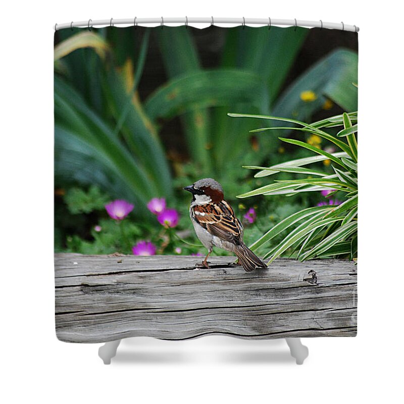 House Shower Curtain featuring the photograph House Sparrow 20130521_79 by Tina Hopkins