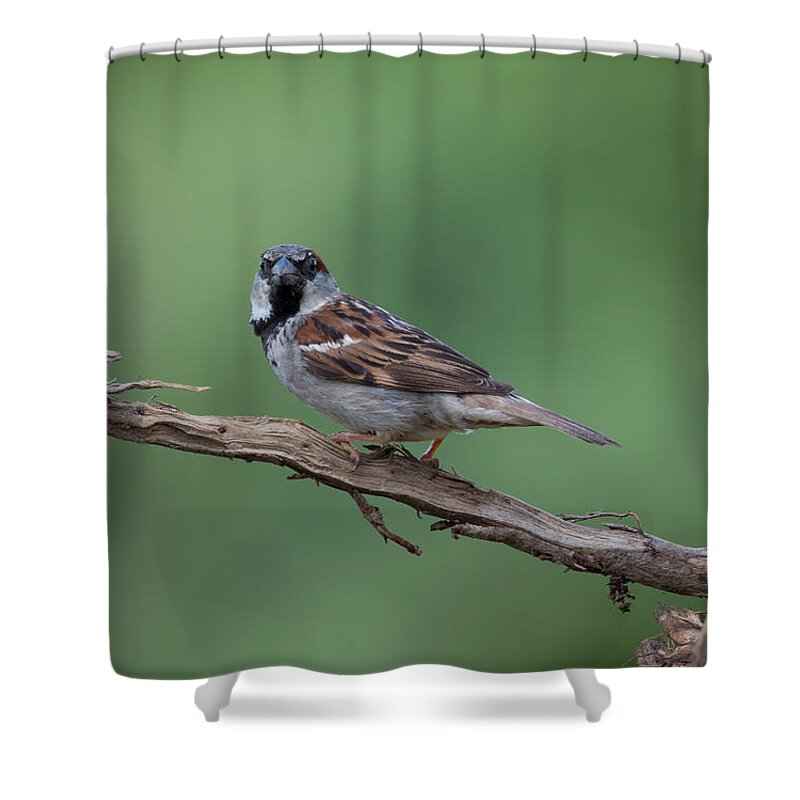 House Sparrow Shower Curtain featuring the photograph House Sparrow by Holden The Moment