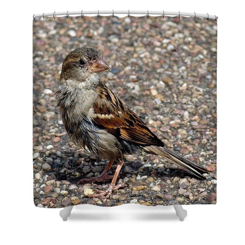Bakewell Shower Curtain featuring the photograph House Sparrow Portrait by Rod Johnson