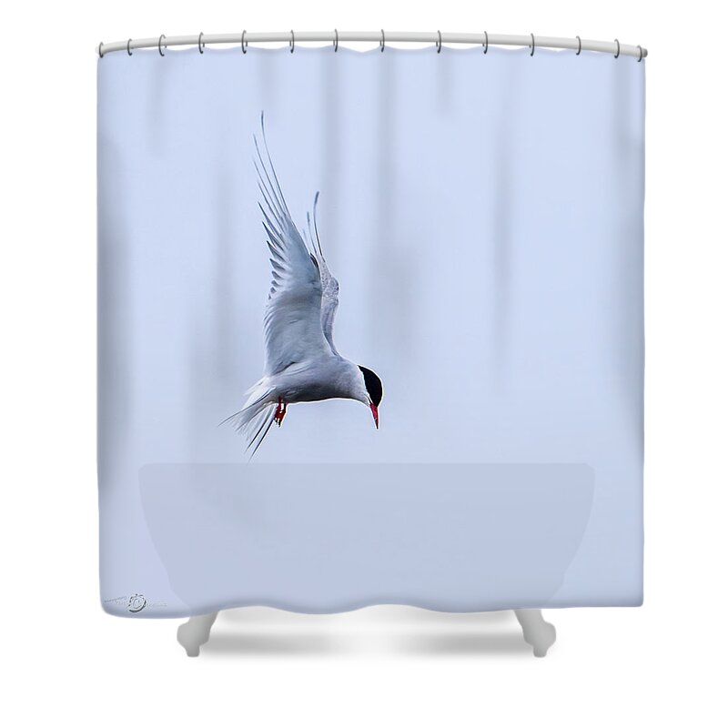 Hovering Arctric Tern Shower Curtain featuring the photograph Hovering Arctic Tern by Torbjorn Swenelius