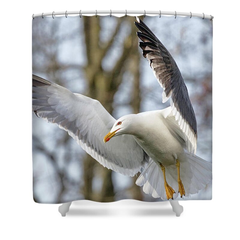 Gull Shower Curtain featuring the photograph Hovering Seagull by Nadia Sanowar