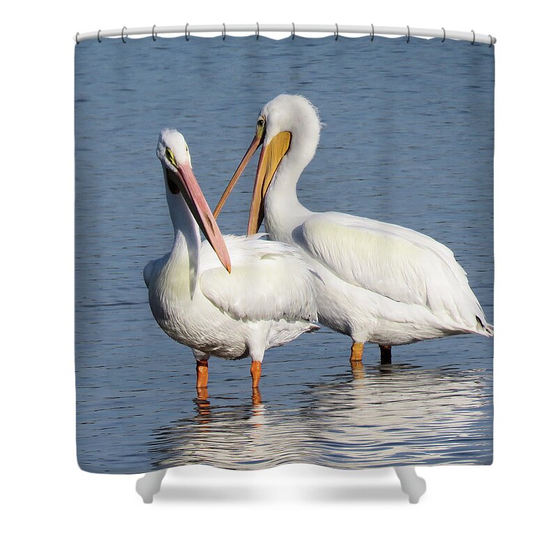 Pelican Shower Curtain featuring the photograph How About a Date Gorgeous? by Rosalie Scanlon