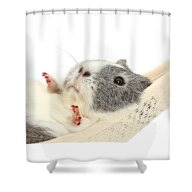 Guinea Pig Shower Curtain featuring the photograph How do you like the new nails? by Warren Photographic