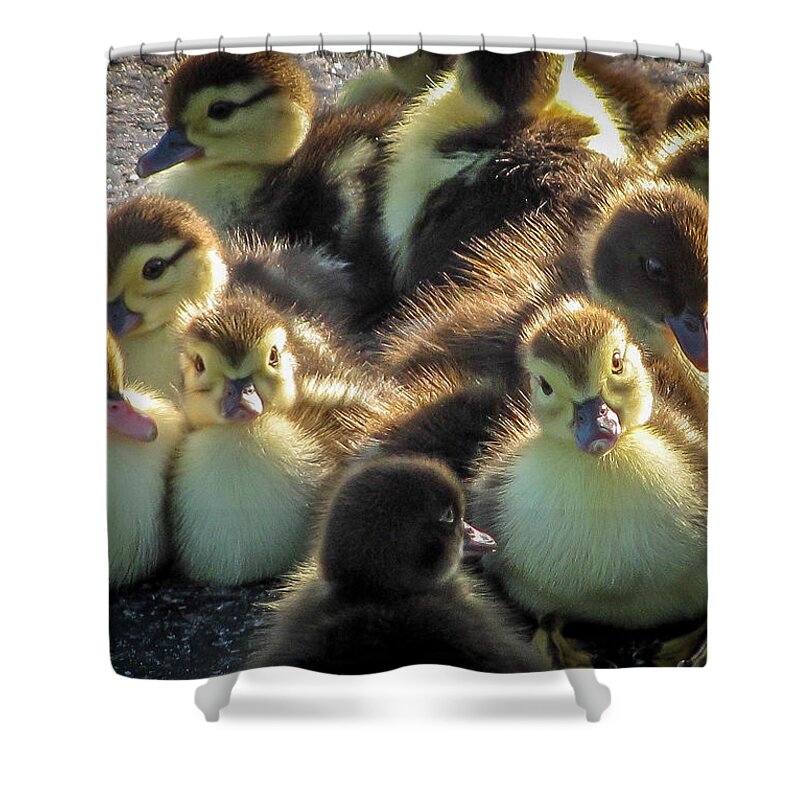 Baby Shower Curtain featuring the photograph 	Huddled Together				 by Tom Claud