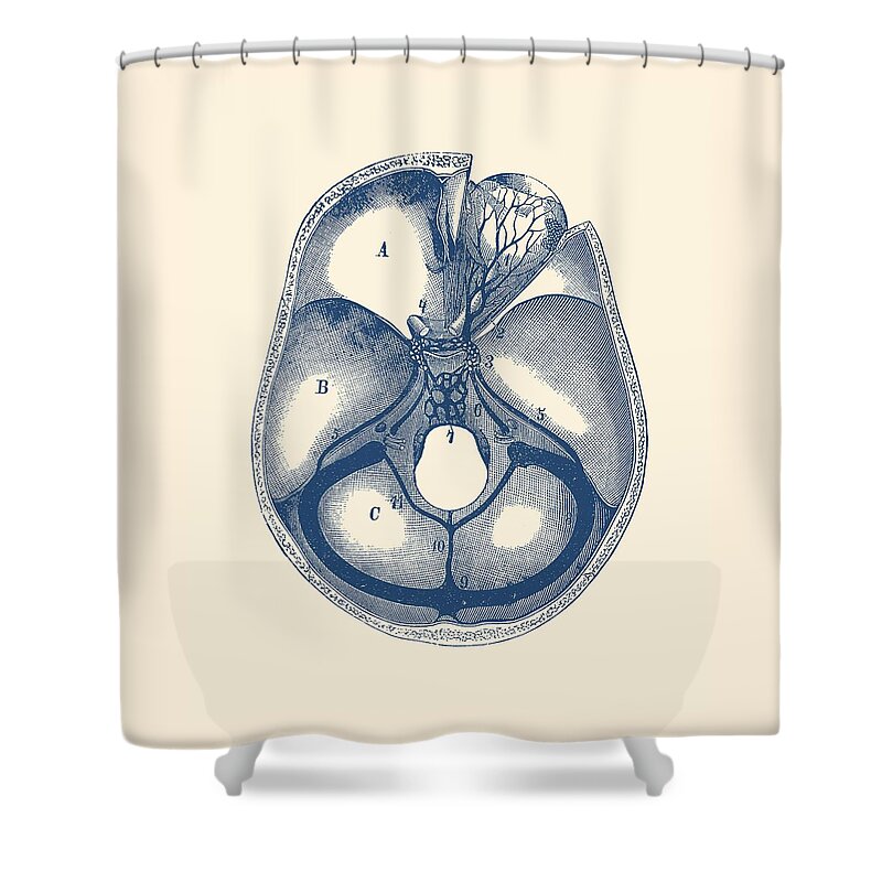 Frontal Lobe Shower Curtain featuring the drawing Human Brain Anatomy - Aerial View by Vintage Anatomy Prints