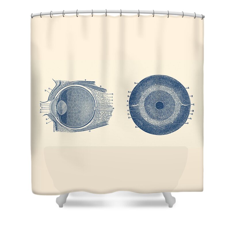 Eye Shower Curtain featuring the drawing Human Eye Anatomy Diagram - Dual View by Vintage Anatomy Prints