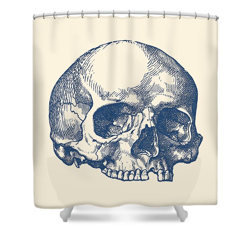 Skull Shower Curtain featuring the drawing Human Skull - No Jaw - Simple View by Vintage Anatomy Prints
