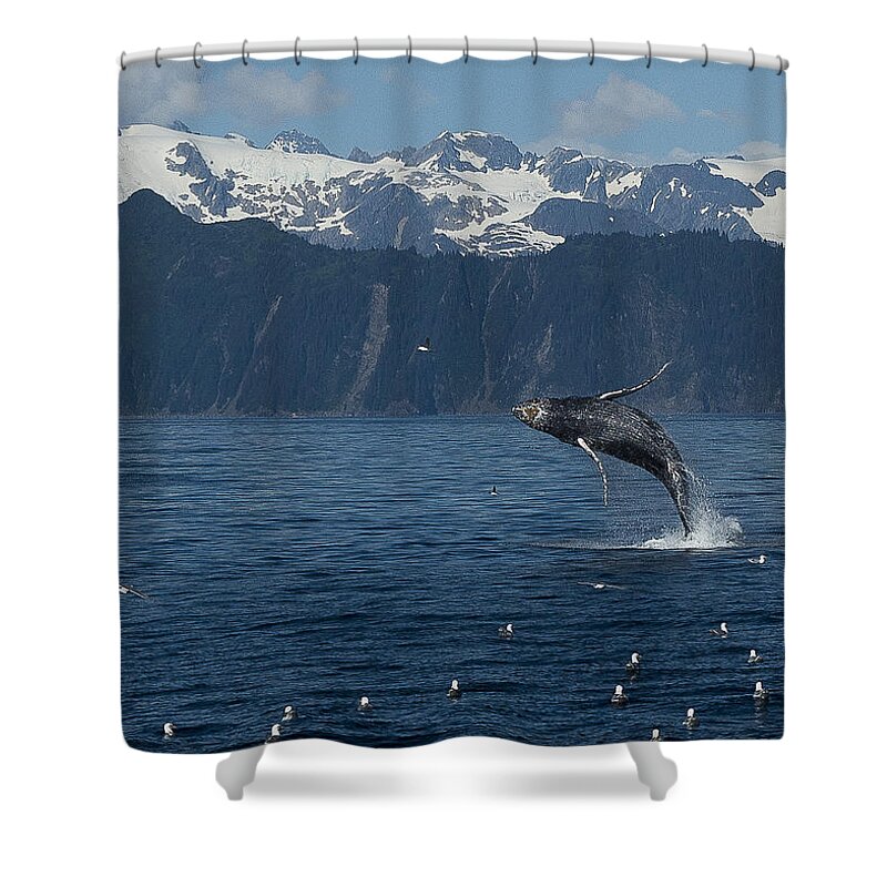Alaska Shower Curtain featuring the photograph Humback Whale Arching Breach by Ian Johnson