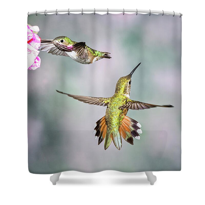 Male Calliope Hummingbird Shower Curtain featuring the photograph Hummer Heaven by Peg Runyan