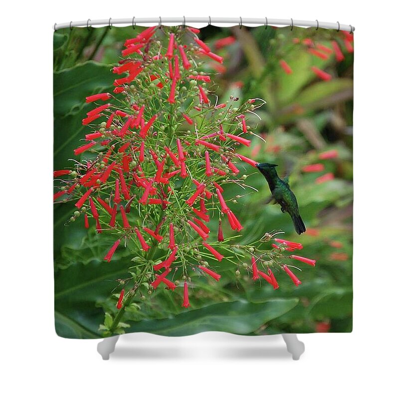 Alabama Photographer Shower Curtain featuring the digital art Humming Bird and Red Flowers by Michael Thomas