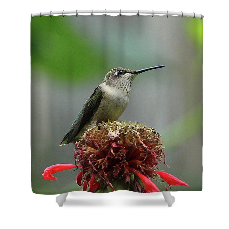 Humming Bird Shower Curtain featuring the photograph Humming Bird Atop Bee Balm by David Stasiak