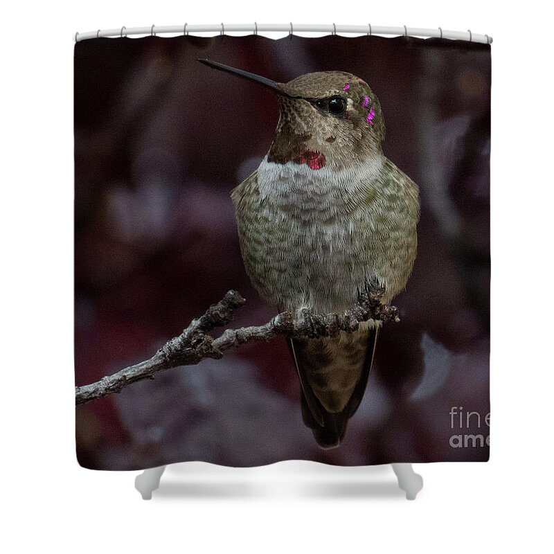 Hummingbird Shower Curtain featuring the photograph Hummingbird 17 by Christy Garavetto