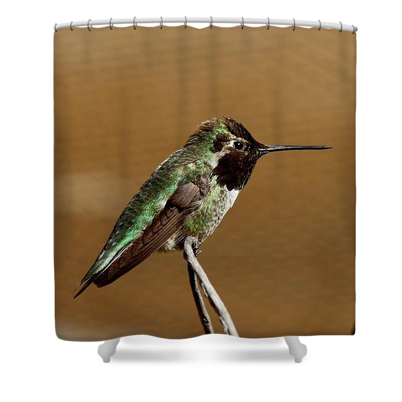 Hummingbird Shower Curtain featuring the photograph Hummingbird - 2 by Christy Pooschke