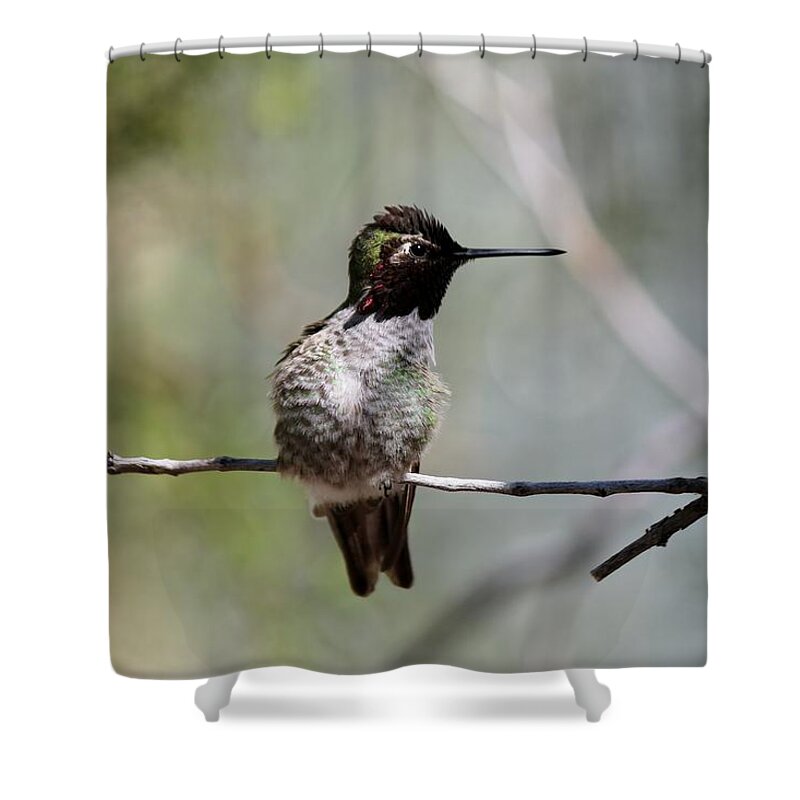 Hummingbird Shower Curtain featuring the photograph Hummingbird - 4 by Christy Pooschke
